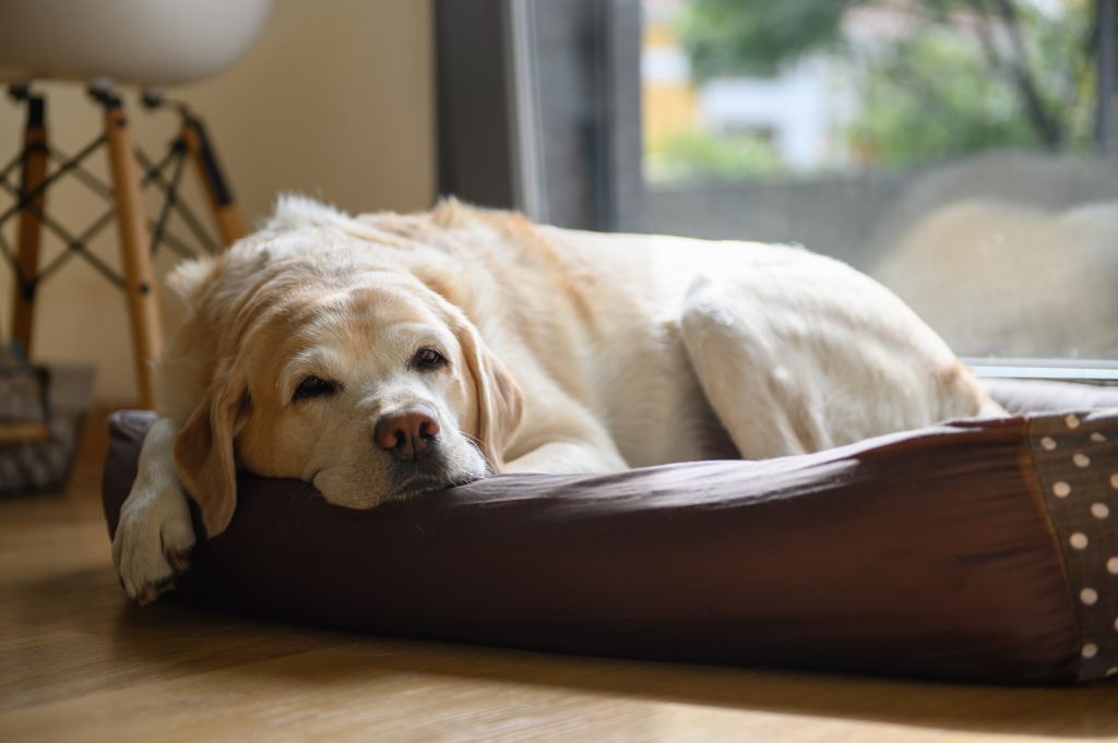 年齢を重ねるごとに注意すべき犬の病気