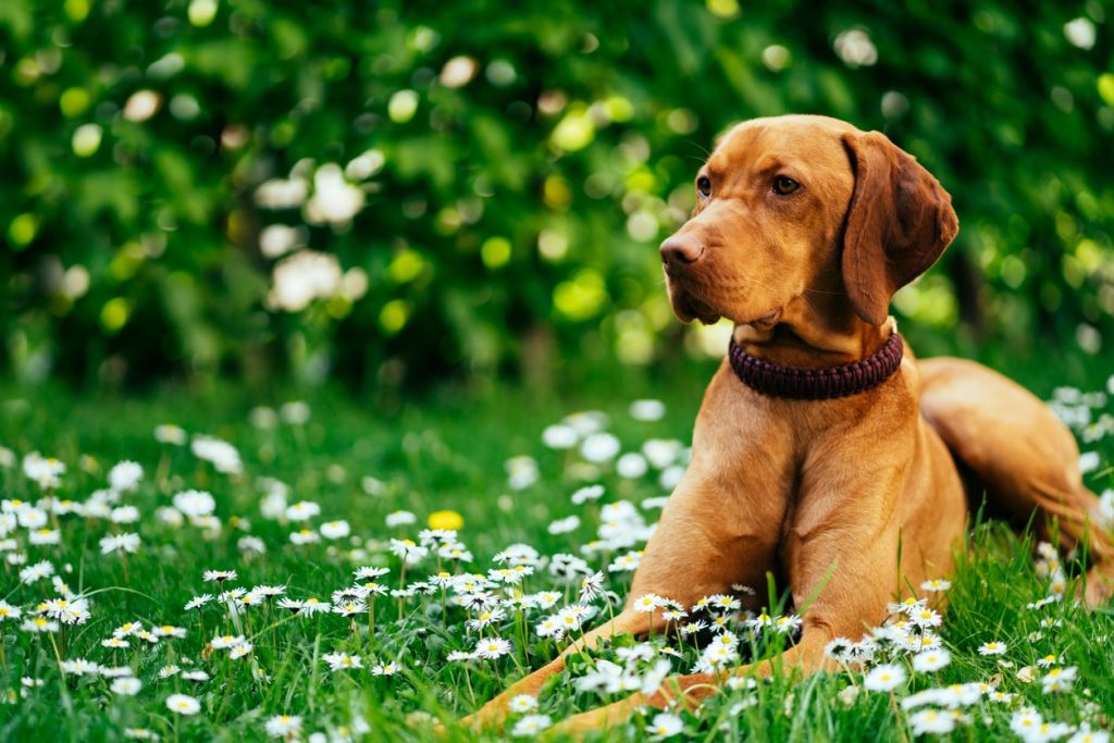 犬が危険な草を食べてしまったら？