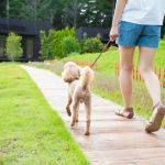 犬を散歩させないのはリスクがある！上手に散歩させるポイントや対策