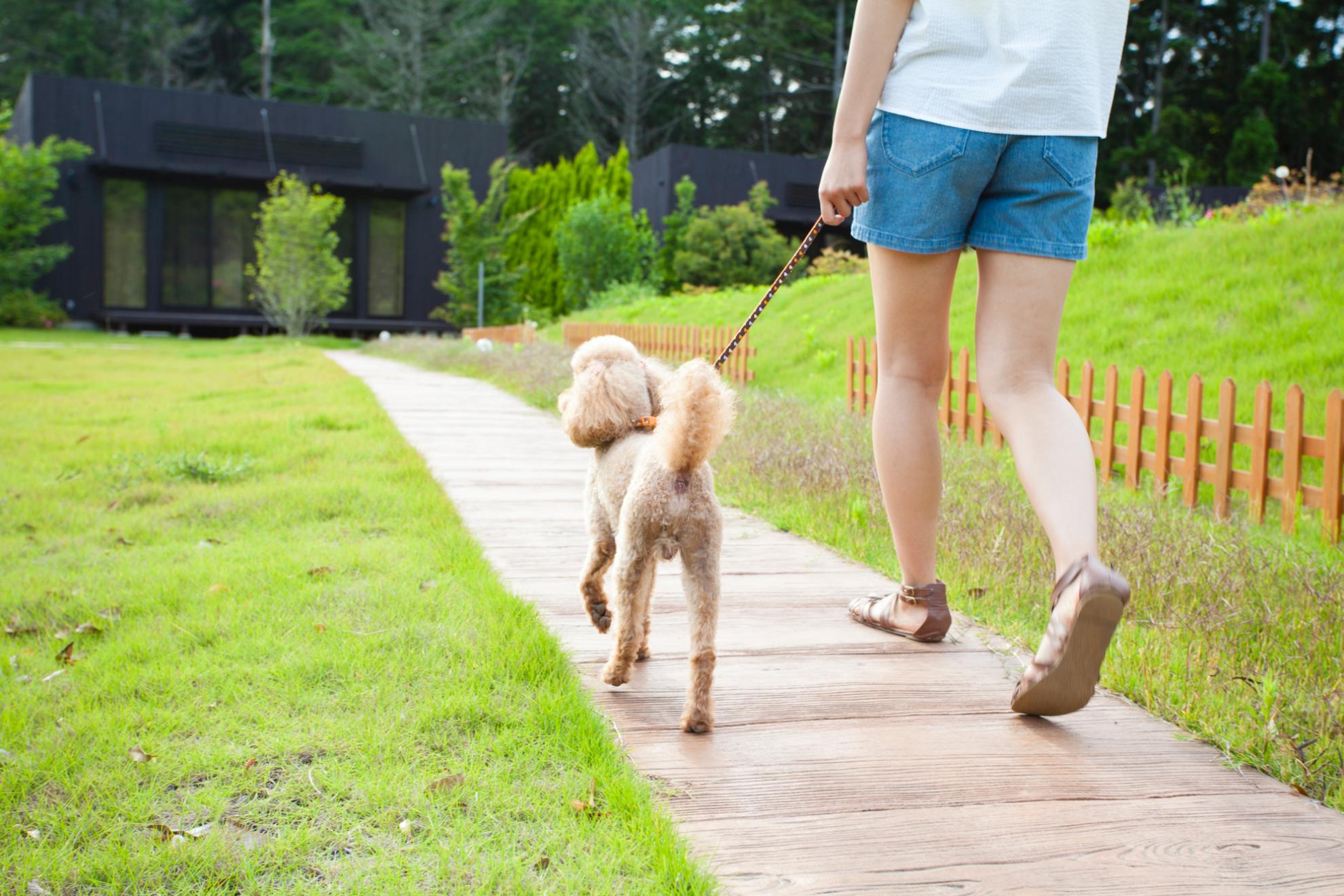 犬を散歩させないのはリスクがある！上手に散歩させるポイントや対策