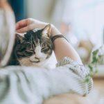 くっついてくる猫はどのような気持ち？何をしてあげたらいい？