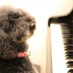 犬も音楽が好き？犬に与える影響や活用方法をご紹介