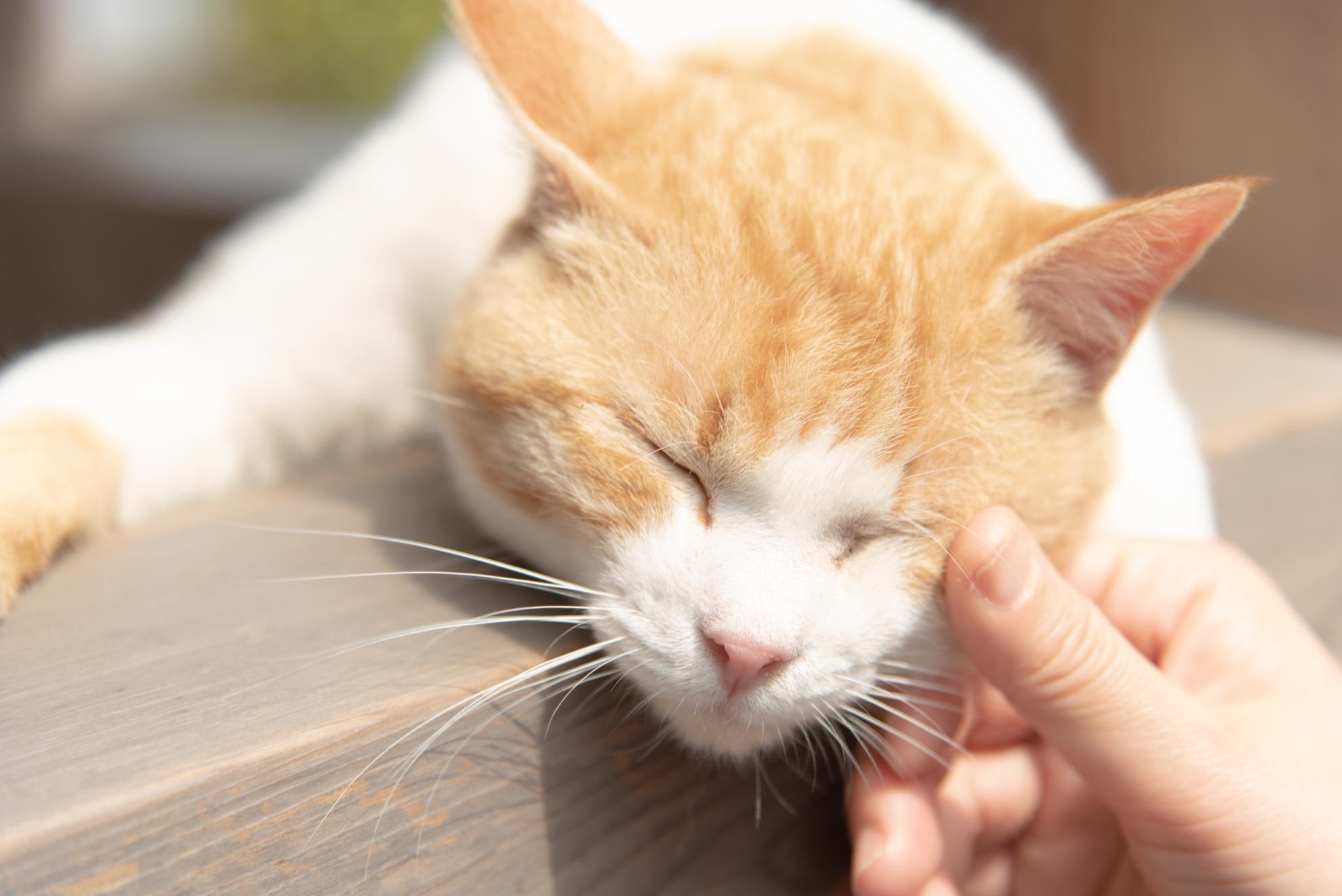 猫に甘えん坊になって欲しい！コツや注意点