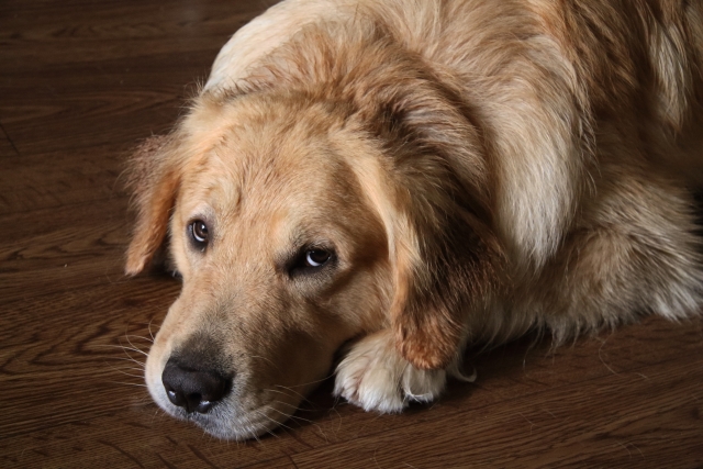 シニア犬を預けられる場所