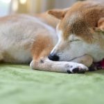 柴犬の老化のサインは？長く過ごすために老犬にできること