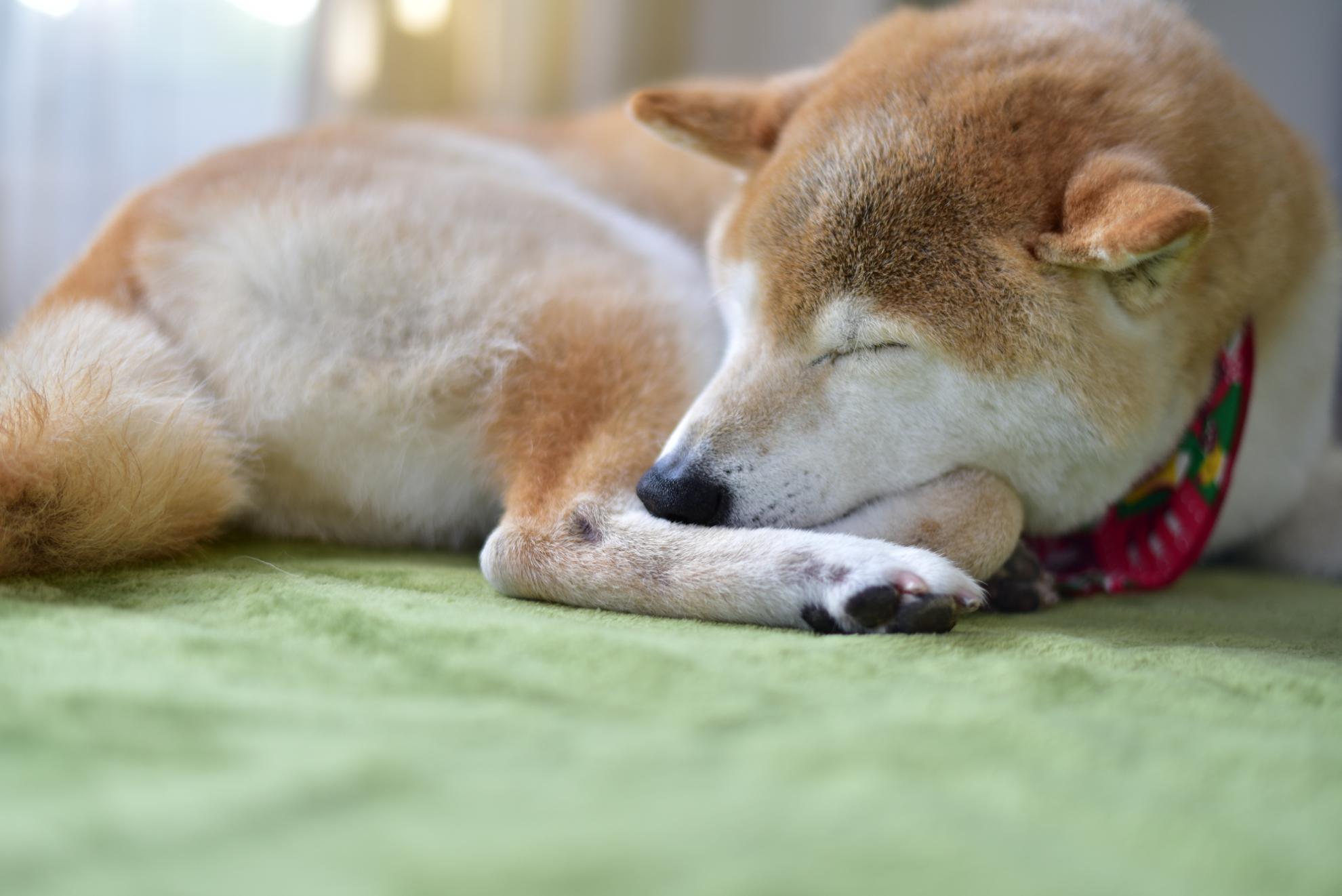 柴犬の老化のサインは？長く過ごすために老犬にできること