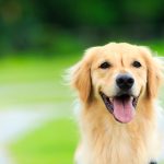 犬を飼う時に気をつけることとは？家に迎える心構えと必要な準備