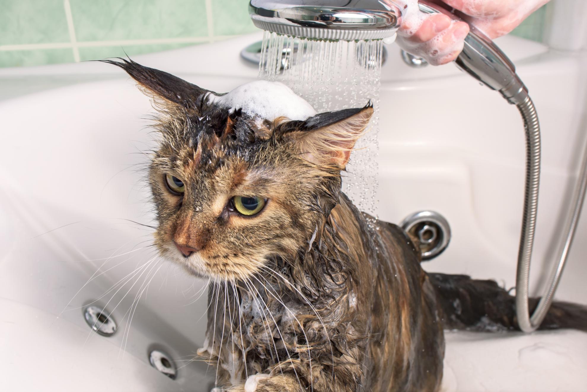 猫のお風呂の正しい入れ方とは？手順と注意点