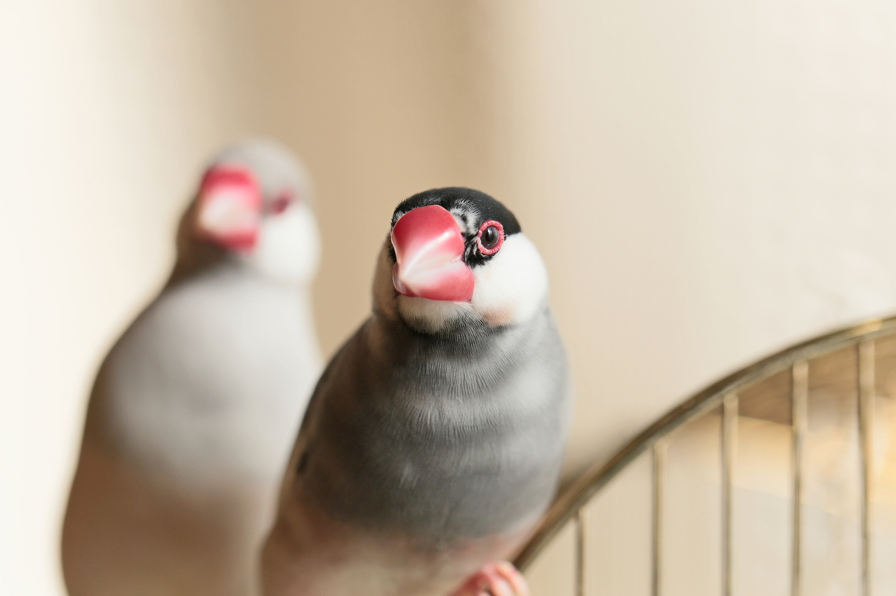 【専門家監修】文鳥の平均寿命は？長生きするための飼育法と病気予防