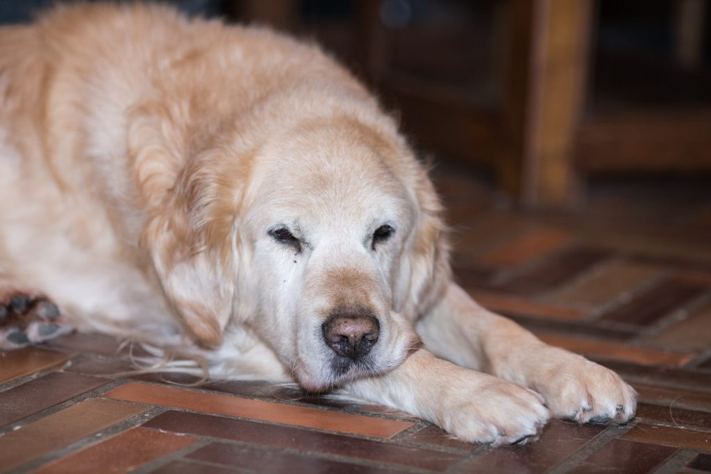 【種類別】老犬に良い食べ物