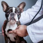 【専門家監修】犬がかかりやすい病気｜年齢や犬種による違いは？