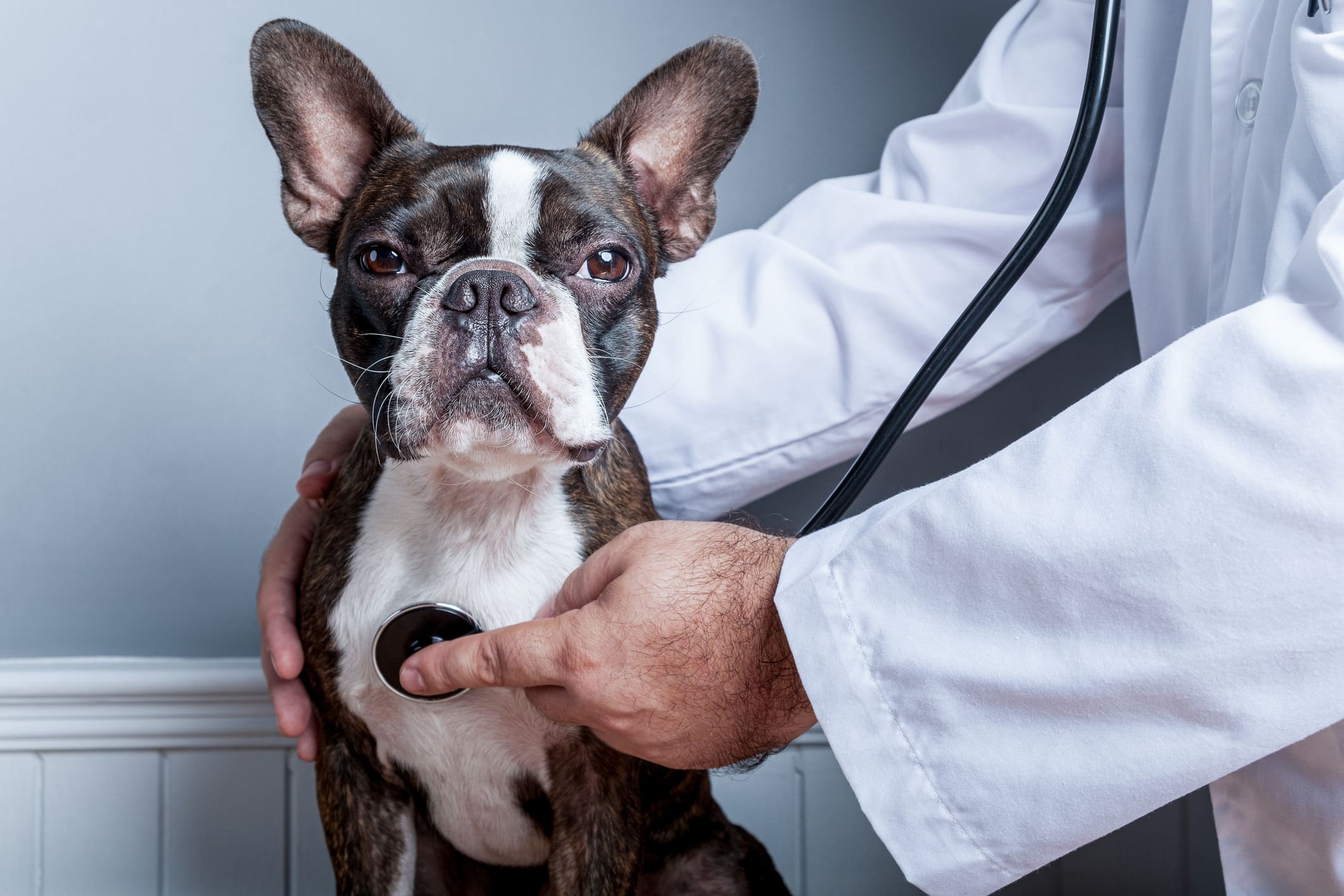 【専門家監修】犬がかかりやすい病気｜年齢や犬種による違いは？