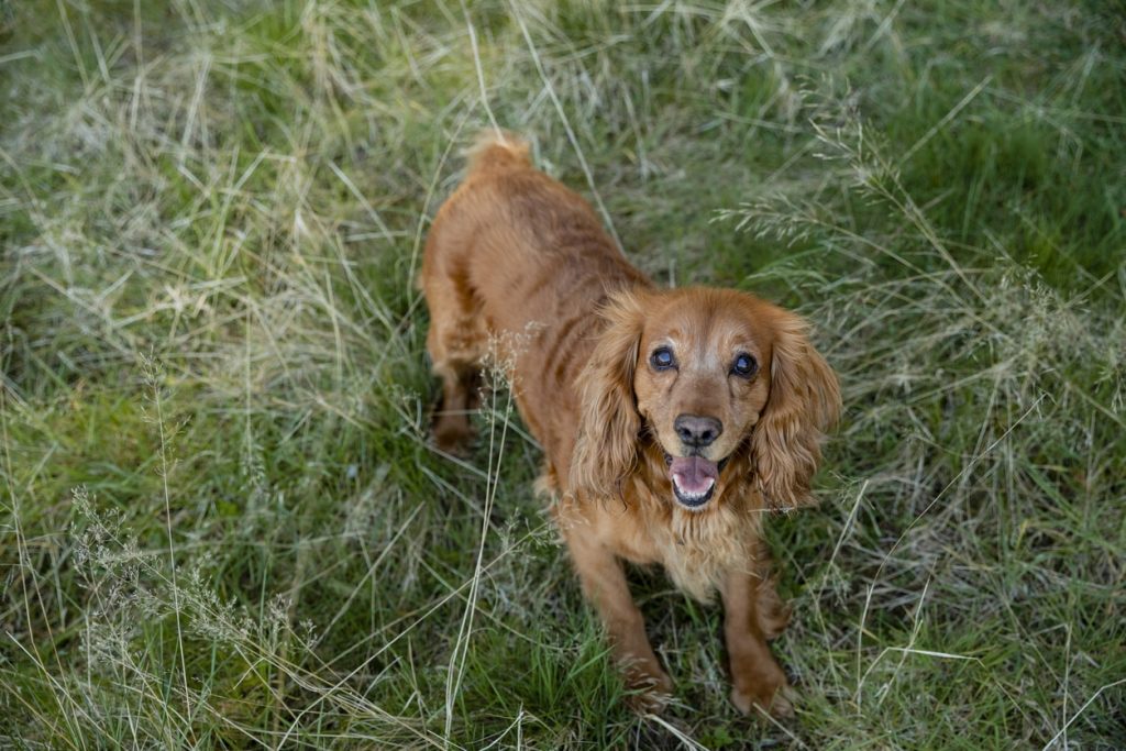 犬にとって危険性が高い草は？