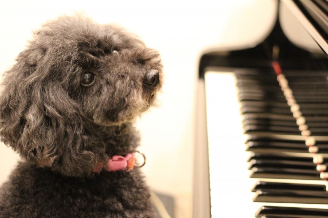 犬も音楽が好き？犬に与える影響や活用方法をご紹介