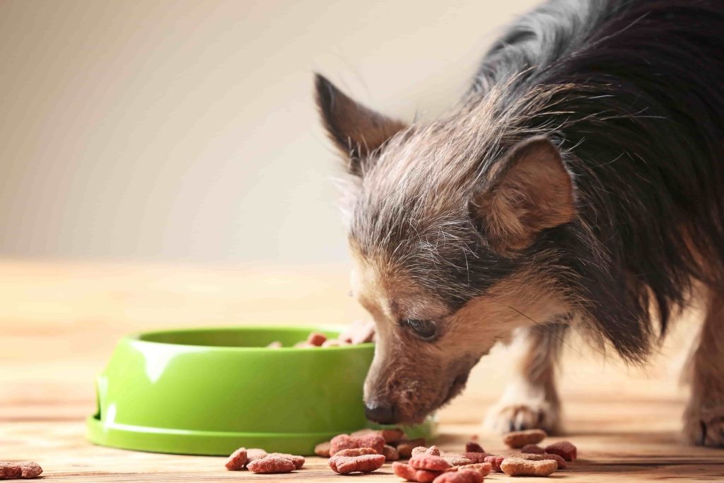 シニア犬の食事ダイエット法