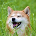 シニア犬を預かってもらいたい時どうしたら良い？預けられる場所や注意点もご紹介