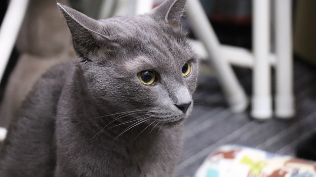 猫に車慣れさせることが大事