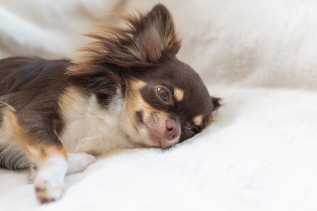 シニア犬に体圧分散ベッドが良い3つの理由