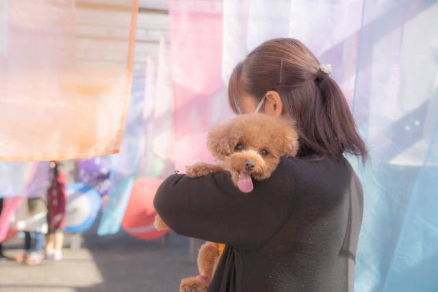 シニア犬の後ろ足が踏ん張れなくなった時の対処法