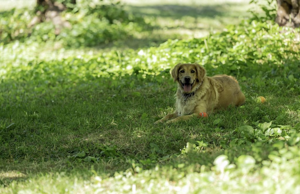 犬が散歩中に草を食べる理由