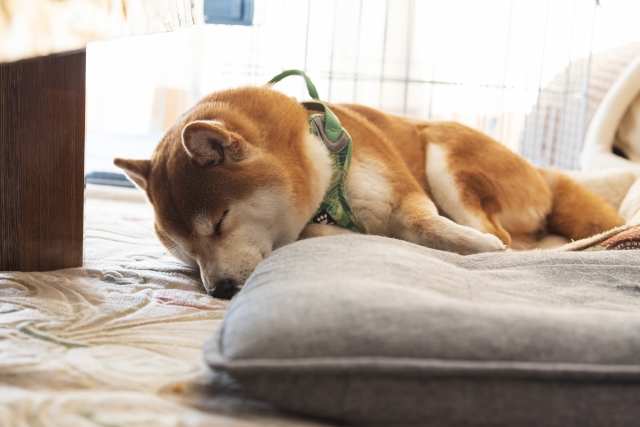 シニア犬に介護用ベッドは欠かせない