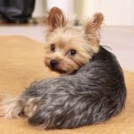 シニア犬は後ろ足から老化がはじまる？踏ん張れなくなる理由と対処法も解説！