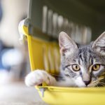 ペットを守るためにできる防災は？飼い主様が知っておくべき防災方法について