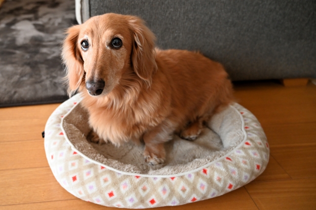 シニア犬のベッドは体圧分散が最適！体圧分散ベッドの選び方や注意点も紹介