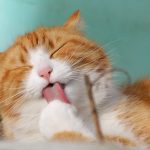 猫は車移動で酔いやすい？猫の車移動に必要なことや注意点を徹底解説