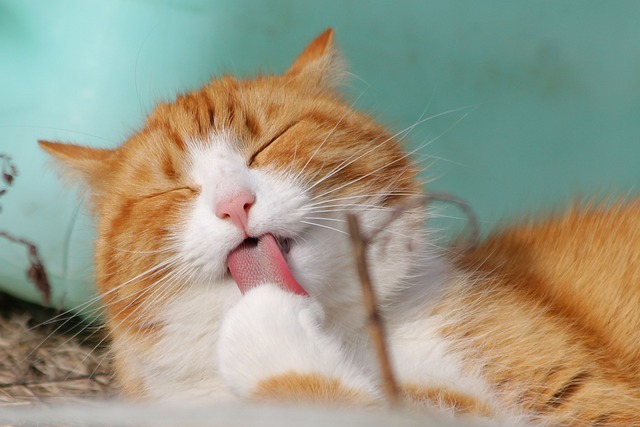 猫は車移動で酔いやすい？猫の車移動に必要なことや注意点を徹底解説