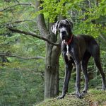 グレートデーンの火葬とは？犬種の特徴から分かる火葬時のポイントを紹介