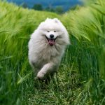 サモエドにおすすめの火葬方法とは？火葬費用や葬儀の流れも解説