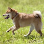 犬が草を食べても問題ない？気をつけるべきポイントについて徹底解説