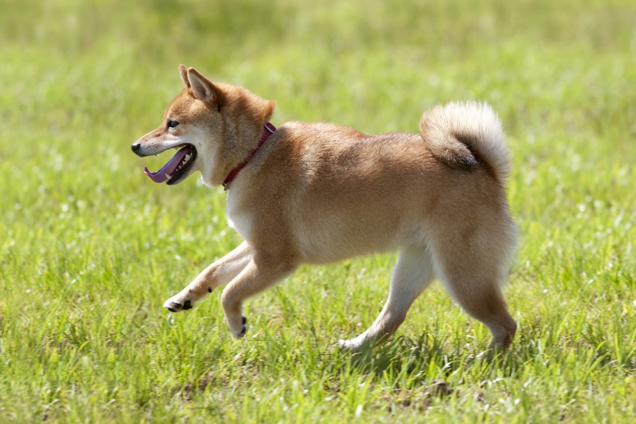 犬が草を食べても問題ない？気をつけるべきポイントについて徹底解説