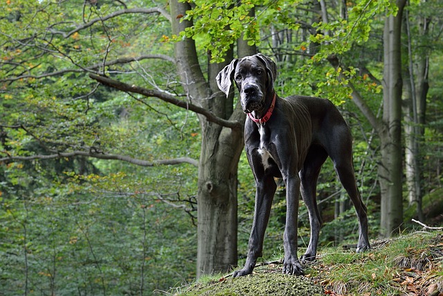 グレートデーンの火葬とは？犬種の特徴から分かる火葬時のポイントを紹介