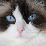 ラグドールの火葬は他の猫と異なる？体格による火葬の違いやおすすめの火葬プランについて紹介