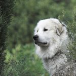グレートピレニーズは訪問火葬できる？火葬準備や体格による注意点も紹介