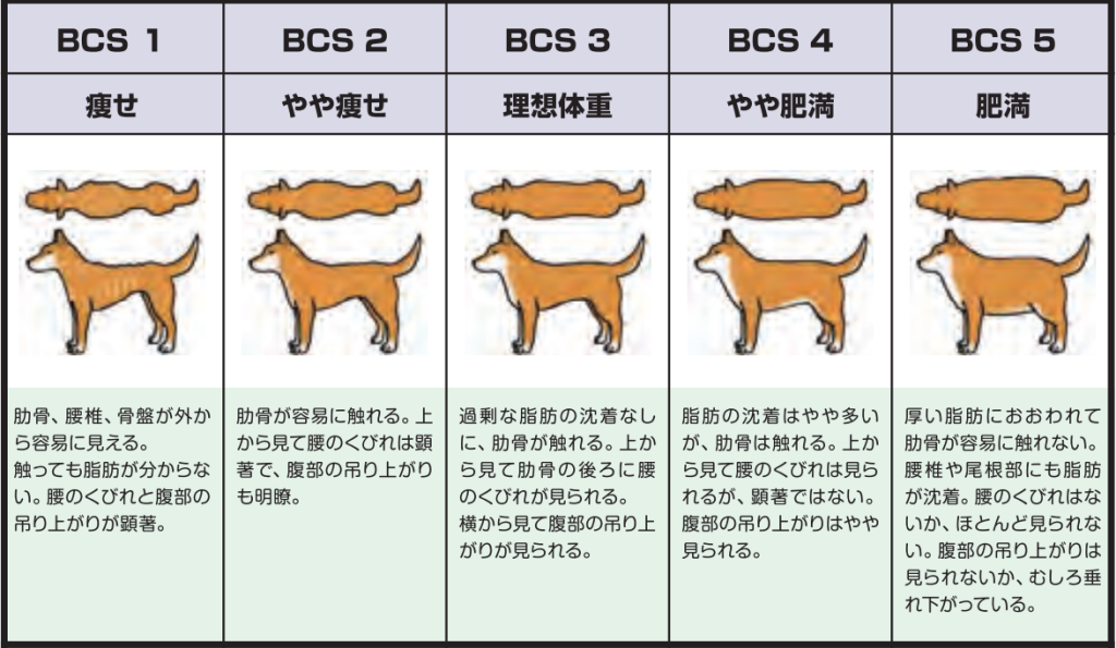 理想体重を知るための指標