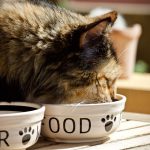 愛猫の食べ過ぎには注意！食欲旺盛の原因や対策方法、病気にかかる可能性