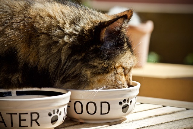 愛猫の食べ過ぎには注意！食欲旺盛の原因や対策方法、病気にかかる可能性