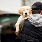 災害時に愛犬と避難する方法とは？万が一に備えて今すぐできることも解説