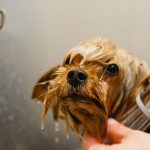 犬のトリミングって必要なの？費用相場や頻度についてご紹介