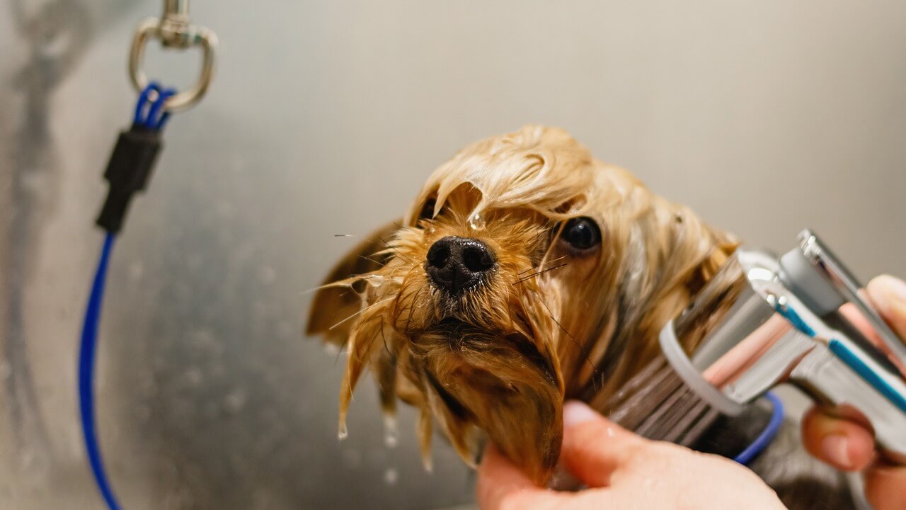 犬のトリミングって必要なの？費用相場や頻度についてご紹介