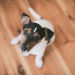 犬とのアイコンタクトとは？しつけに役立つ方法を伝授
