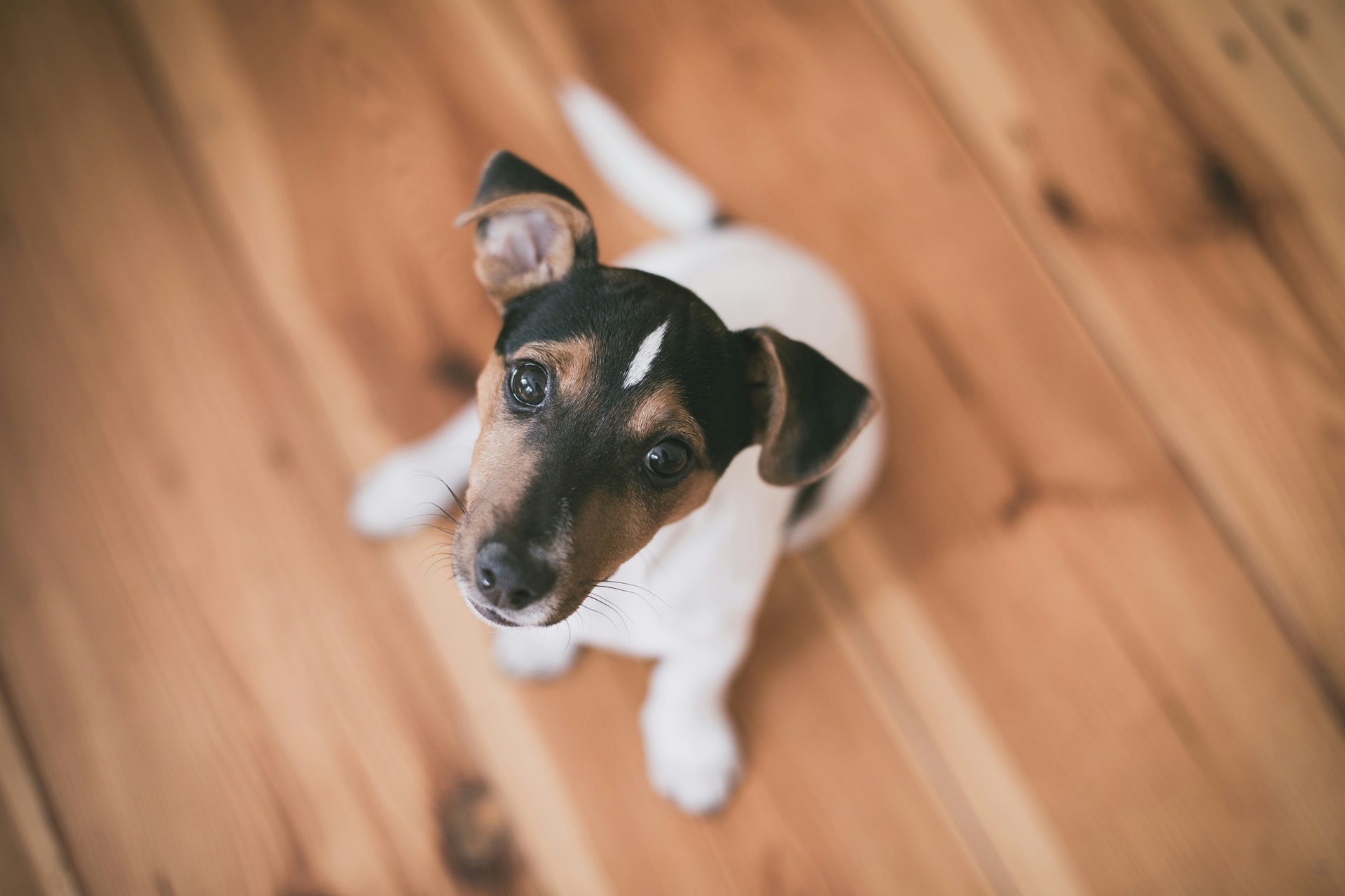犬とのアイコンタクトとは？しつけに役立つ方法を伝授