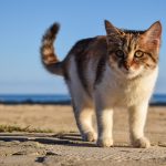 【猫好き必見】初対面の猫との接し方とは？猫と仲良くなるコツを紹介