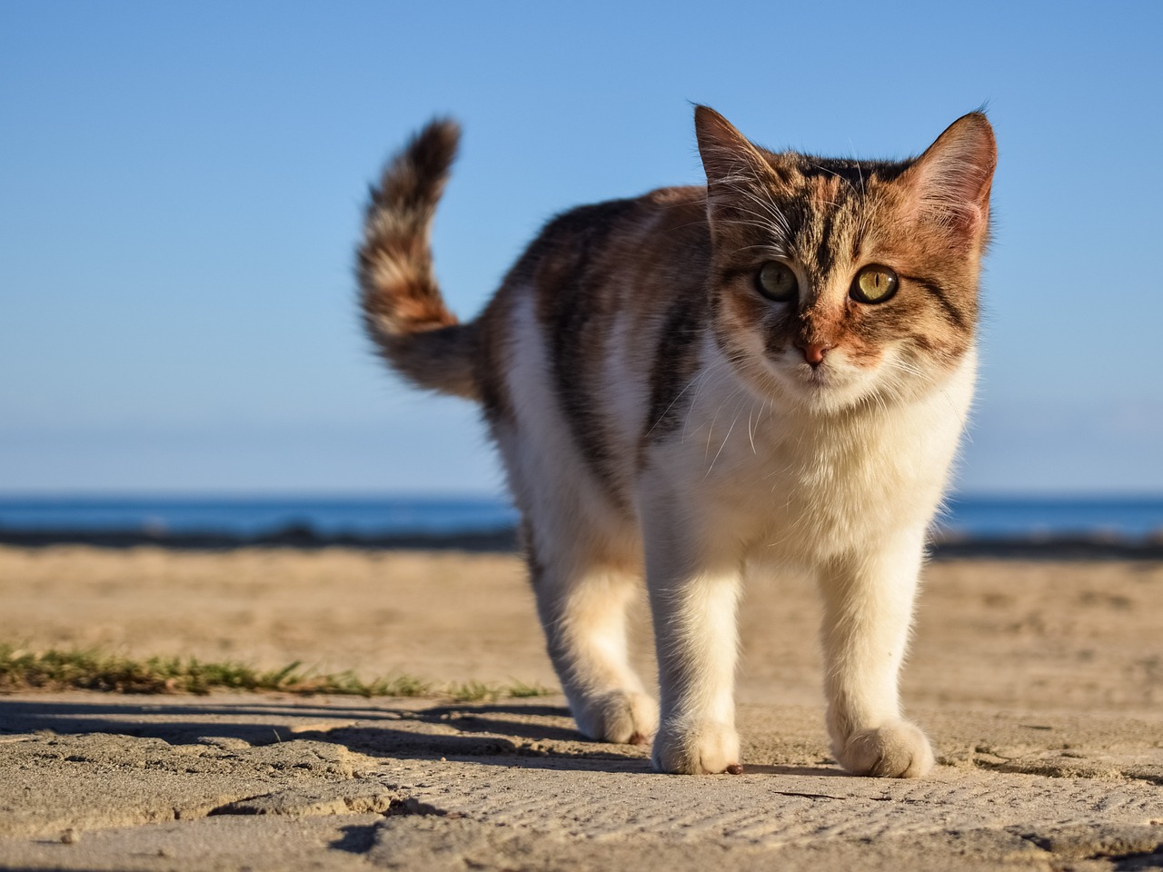 【猫好き必見】初対面の猫との接し方とは？猫と仲良くなるコツを紹介