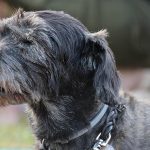 犬のアンチエイジング7つの秘訣！健康維持に必要な食事やトレーニングを解説