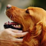 犬をなでる方法とは？なでてほしいサインや触られたくないサイン