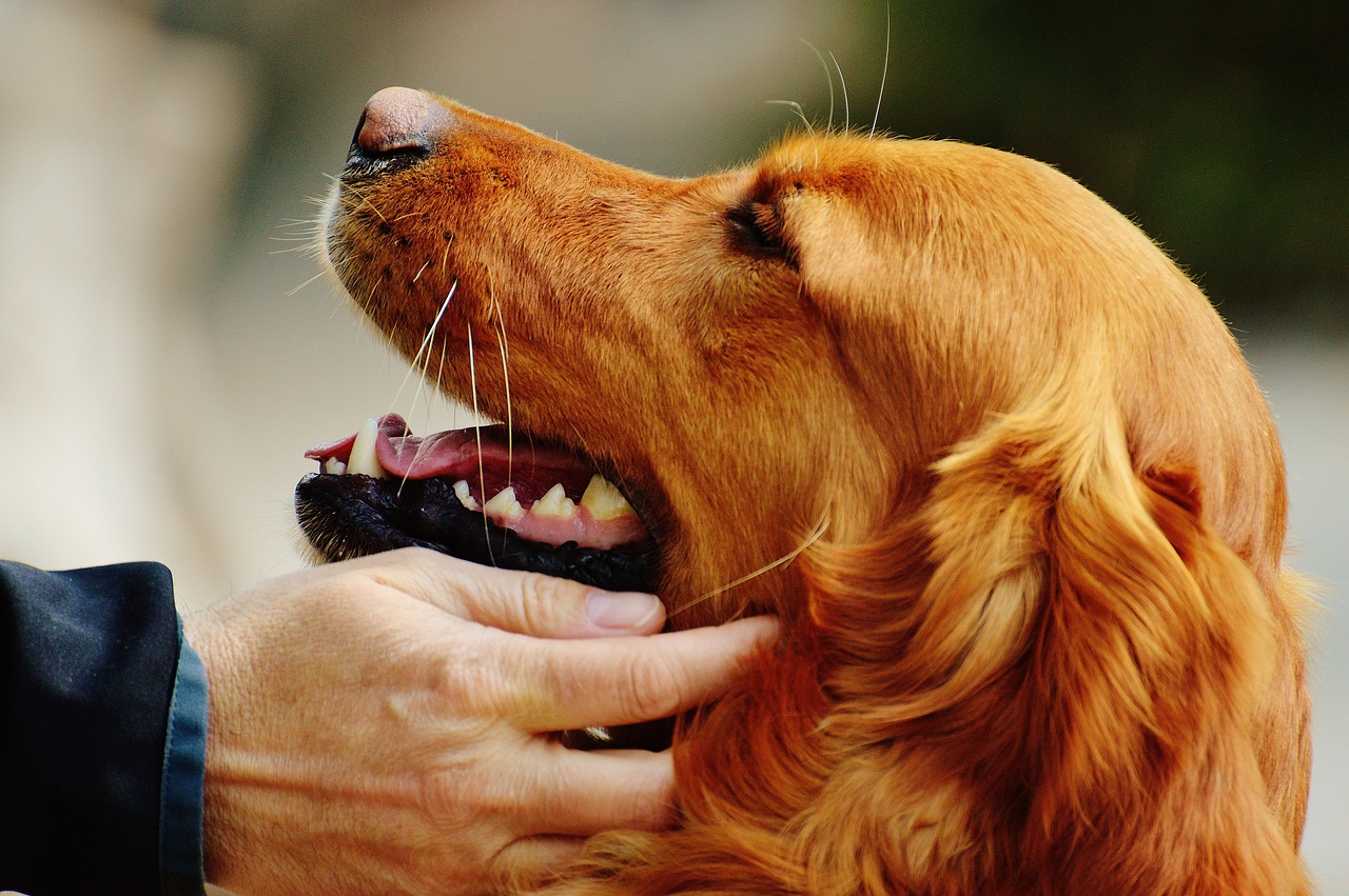 犬をなでる方法とは？なでてほしいサインや触られたくないサイン